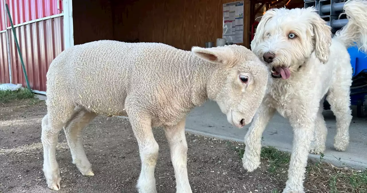 A sassy turkey, a chicken and a duck: Interspecies friendships abound at this sanctuary