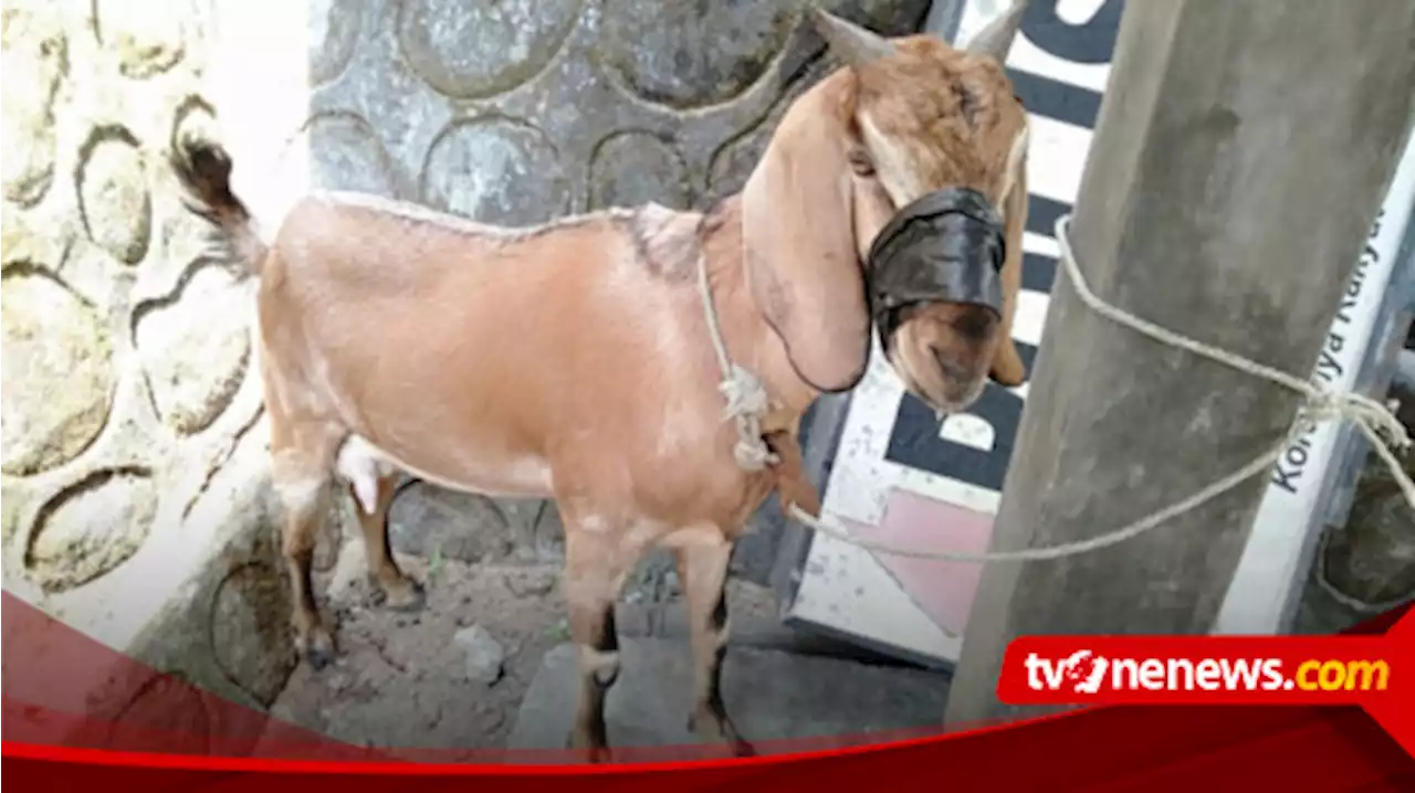 Beraksi di 18 TKP, Maling Kambing dan Penadah Diringkus Satreskrim Polres Gunungkidul