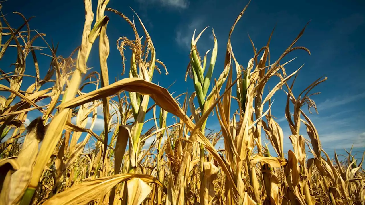 Klima und Dürre: Wie junge Landwirte mit Herausforderungen unserer Zeit umgehen