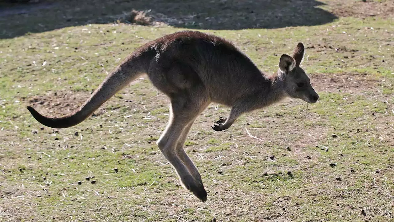 Australian man killed by kangaroo in rare fatal attack