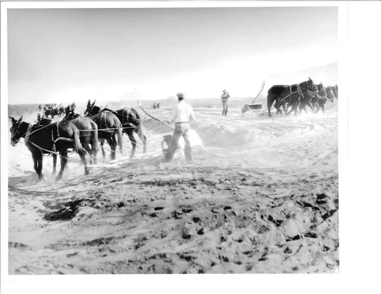 Flashback Friday: Mule crews | ADOT