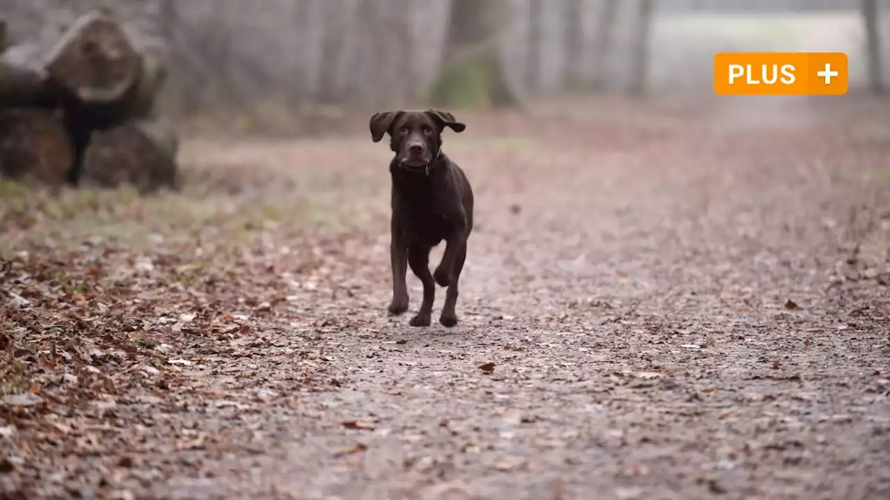 Hunde-Ärger im Waldkindergarten: 'Plötzlich stand eine Dogge unter den Kindern'