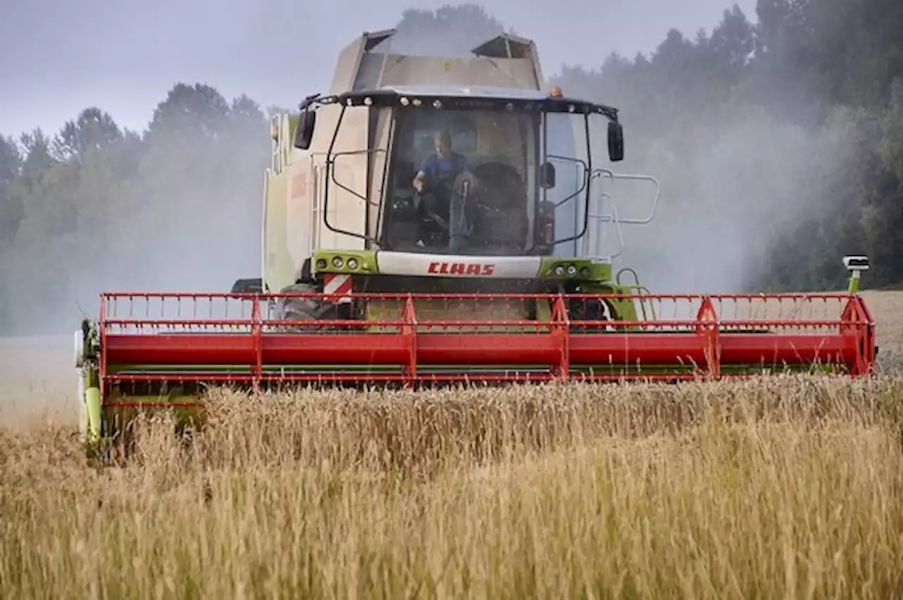 Die Getreidepreise steigen um weitere Fr. 1.- bis 1.50/dt - bauernzeitung.ch