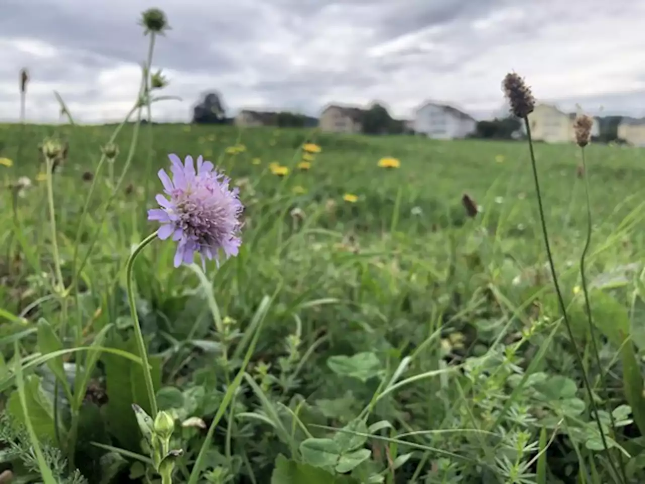 Was die Biodiversitäts-Initiative für die Landwirtschaft bedeuten würde - bauernzeitung.ch