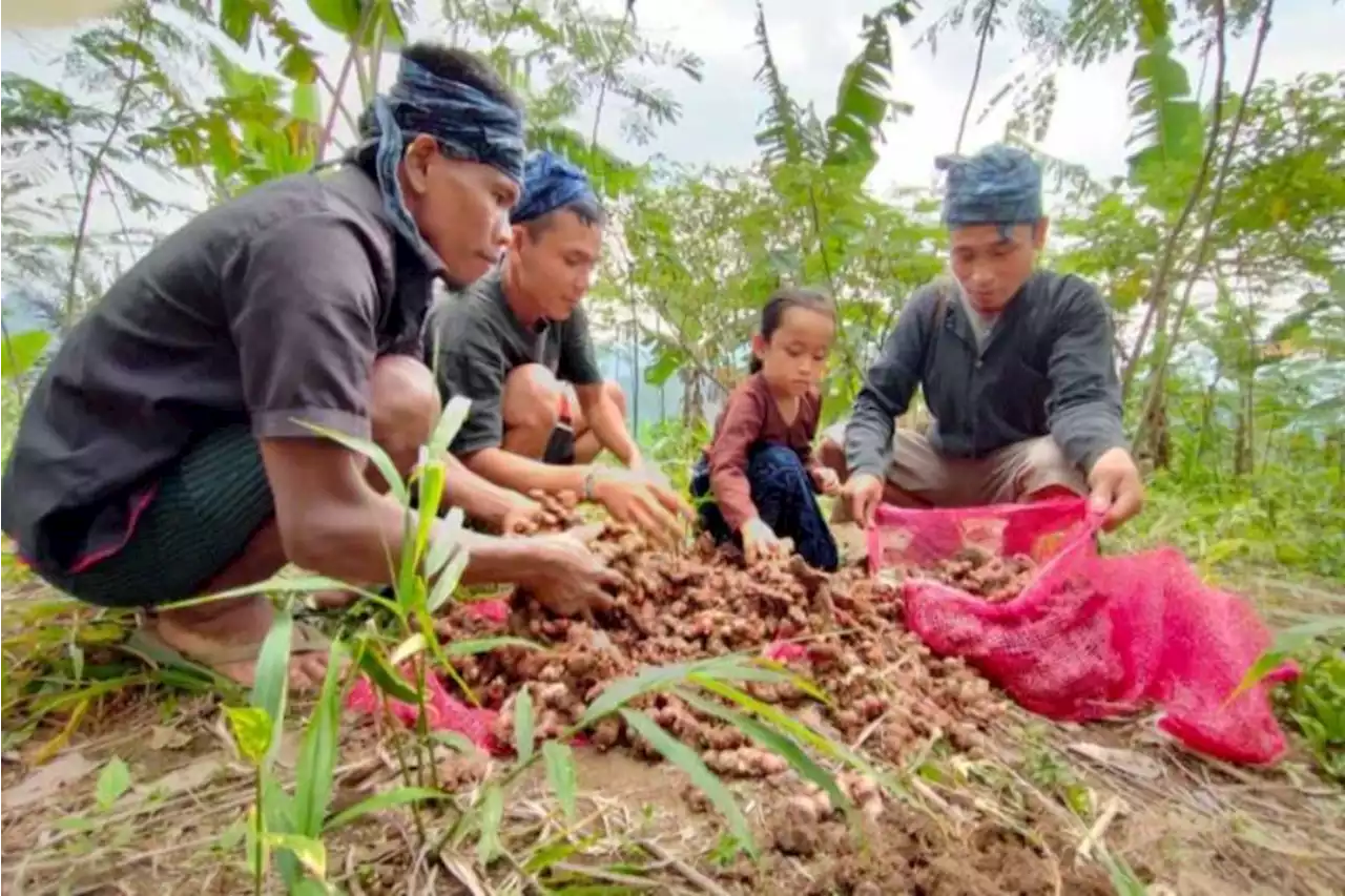 Petani Suku Baduy Binaan Astra Sukses Panen 32,5 Ton Jahe Merah