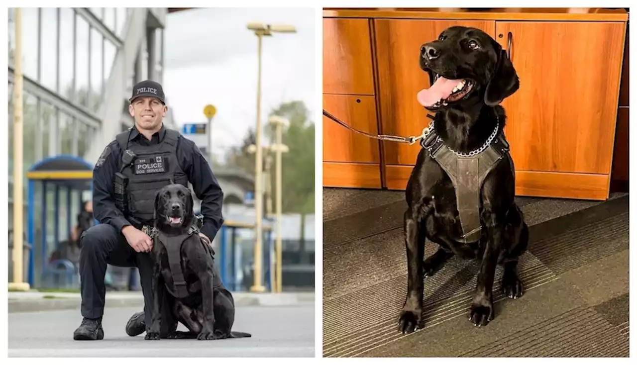 This adorable Metro Vancouver police lab was just crowned the 'Top Dog' in Canada. Here's why