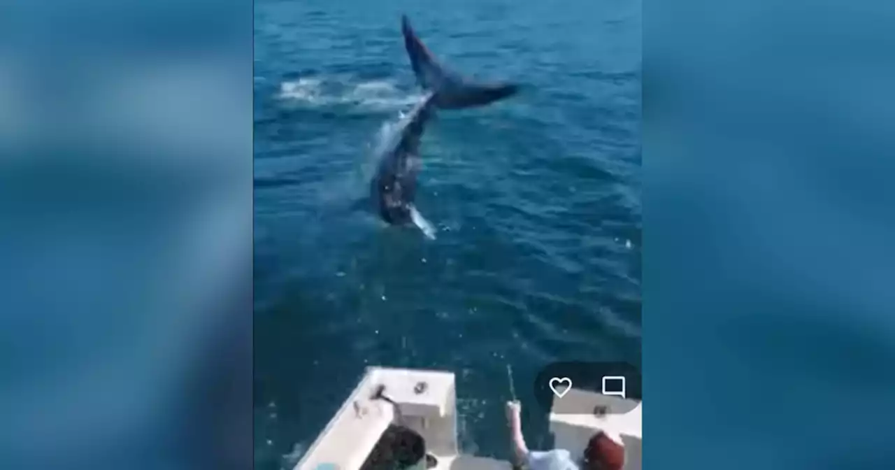 Viral video shows the 'astonishing' moment a shark jumped on board a fishing boat off the coast of Maine