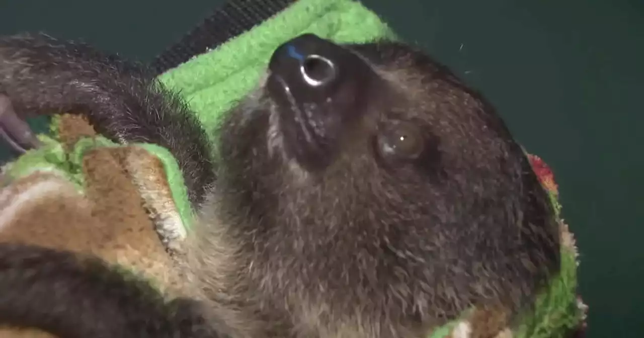 Sloth Encounters business on Long Island ticketed for possession of wild animals, other alleged violations