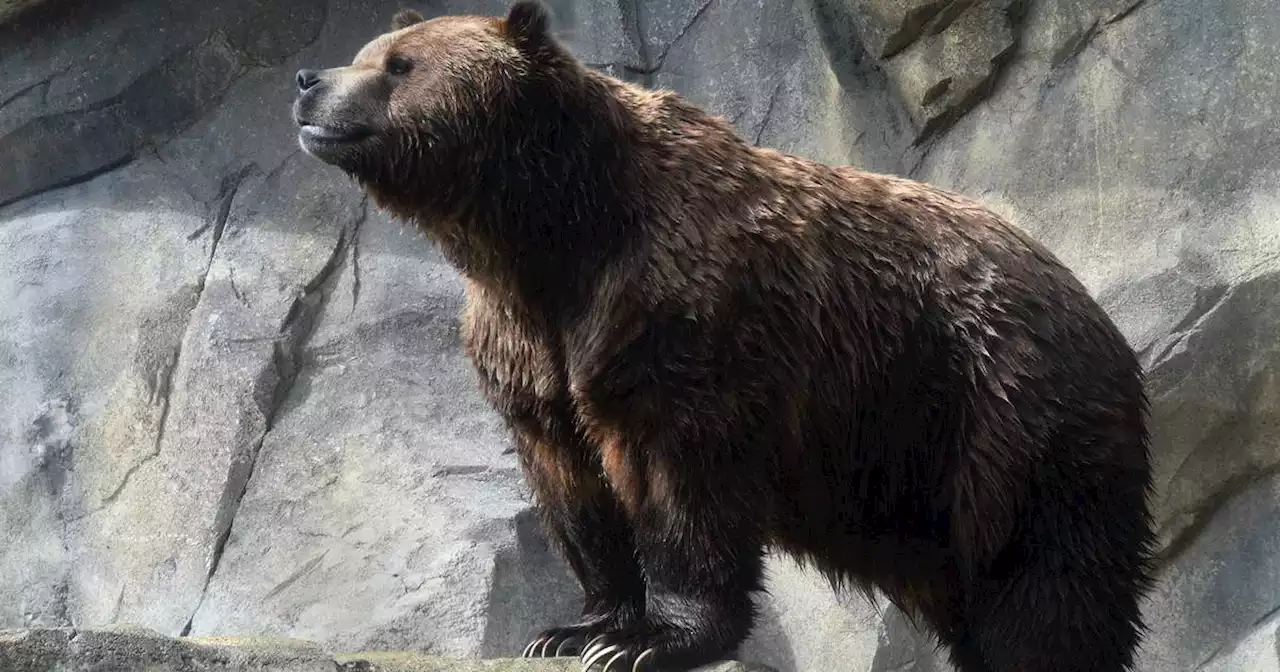 Beloved brown bear Jim from the Brookfield Zoo dies at age 27