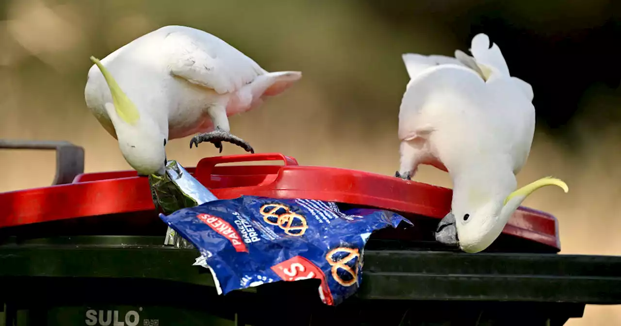 Vie urbaine. En Australie, la “guerre des poubelles” fait rage entre humains et cacatoès