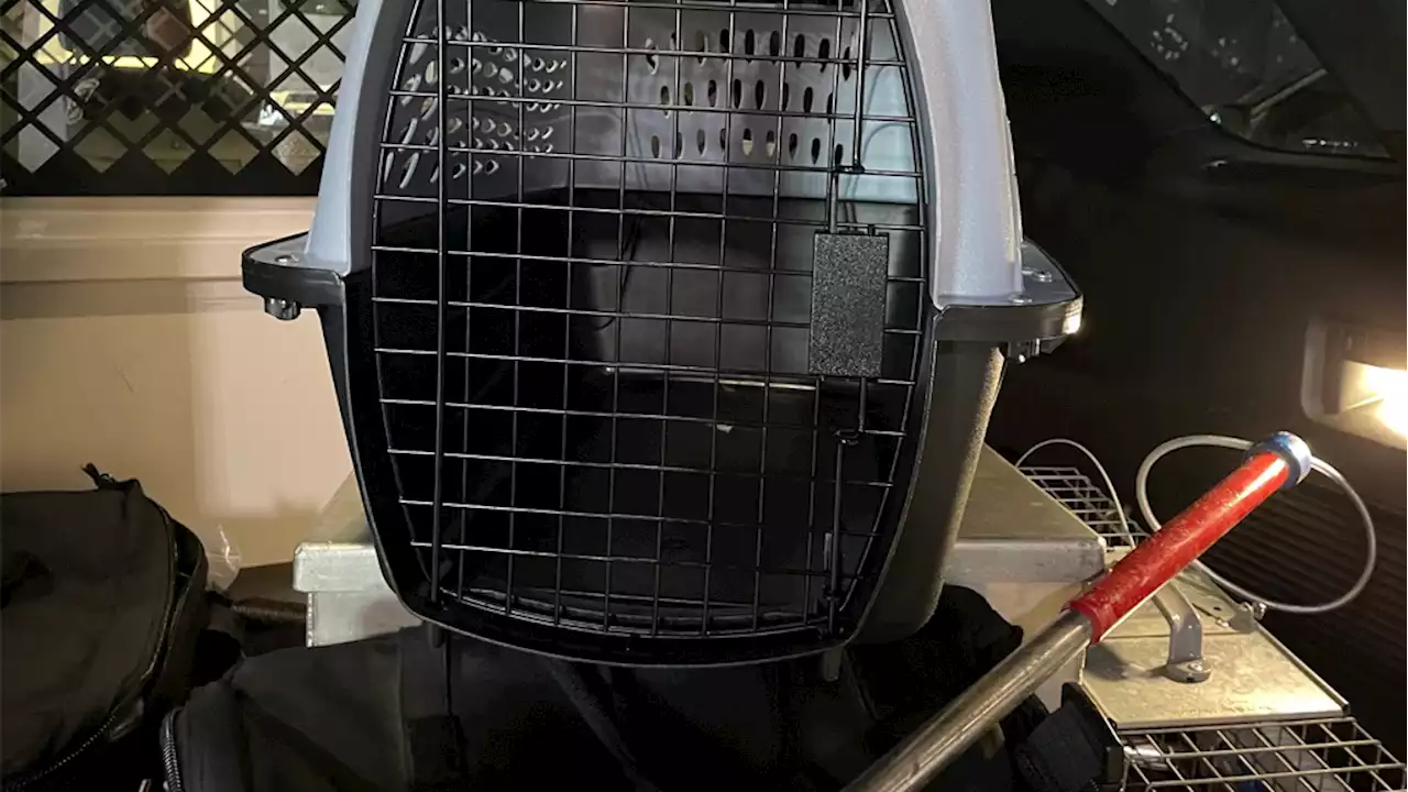 Four kittens died after being found abandoned in a carrier in Ottawa last month
