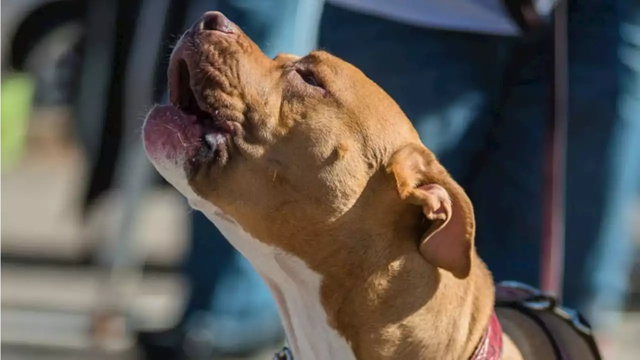 Golden Pit Bull Attack Puts Breed in Media Spotlight Again