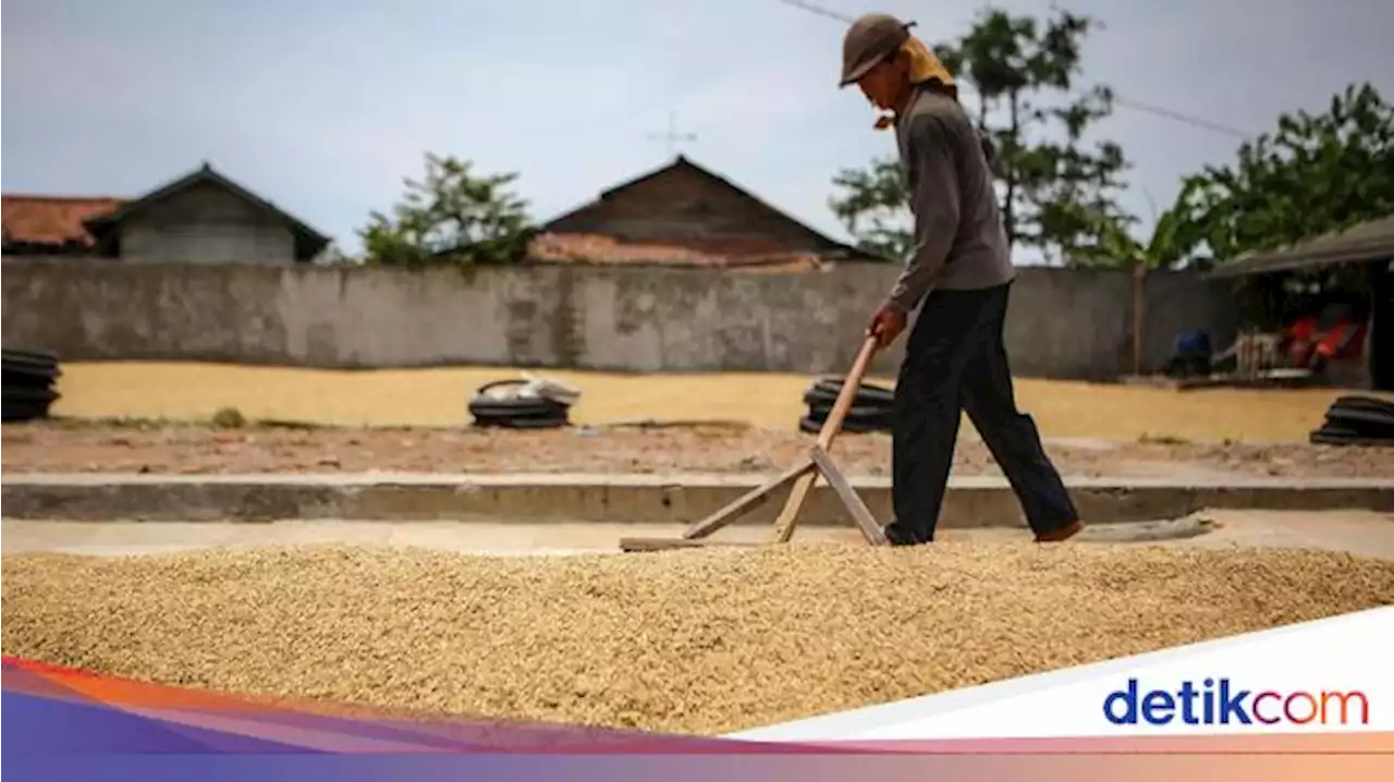 Harga Beli Gabah Bulog ke Petani Naik Tipis Jadi Rp 4.450/Kg