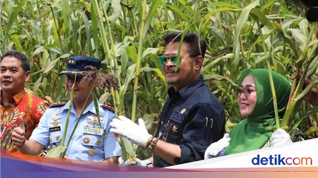 Perkuat Ketahanan Pangan, Mentan Ajak Masyarakat Tanam Sorgum