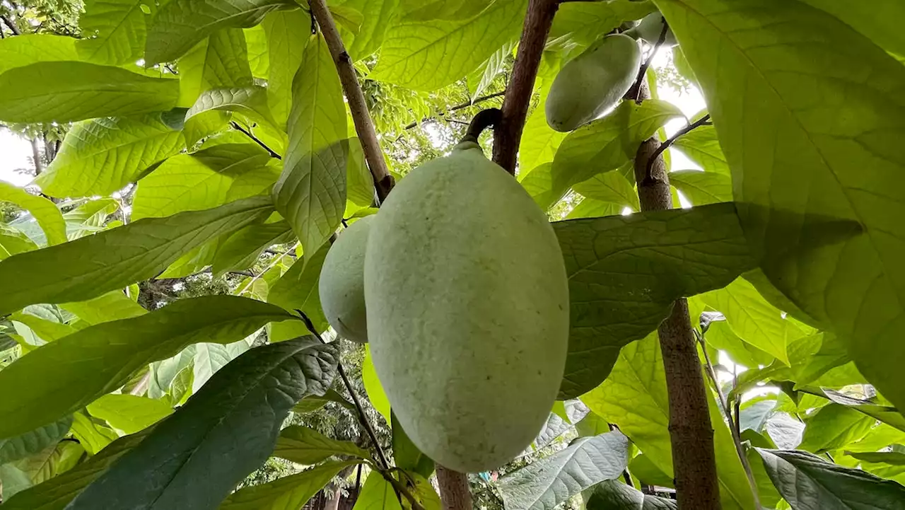 National Pawpaw Day: Here's what to know about Ohio's native fruit