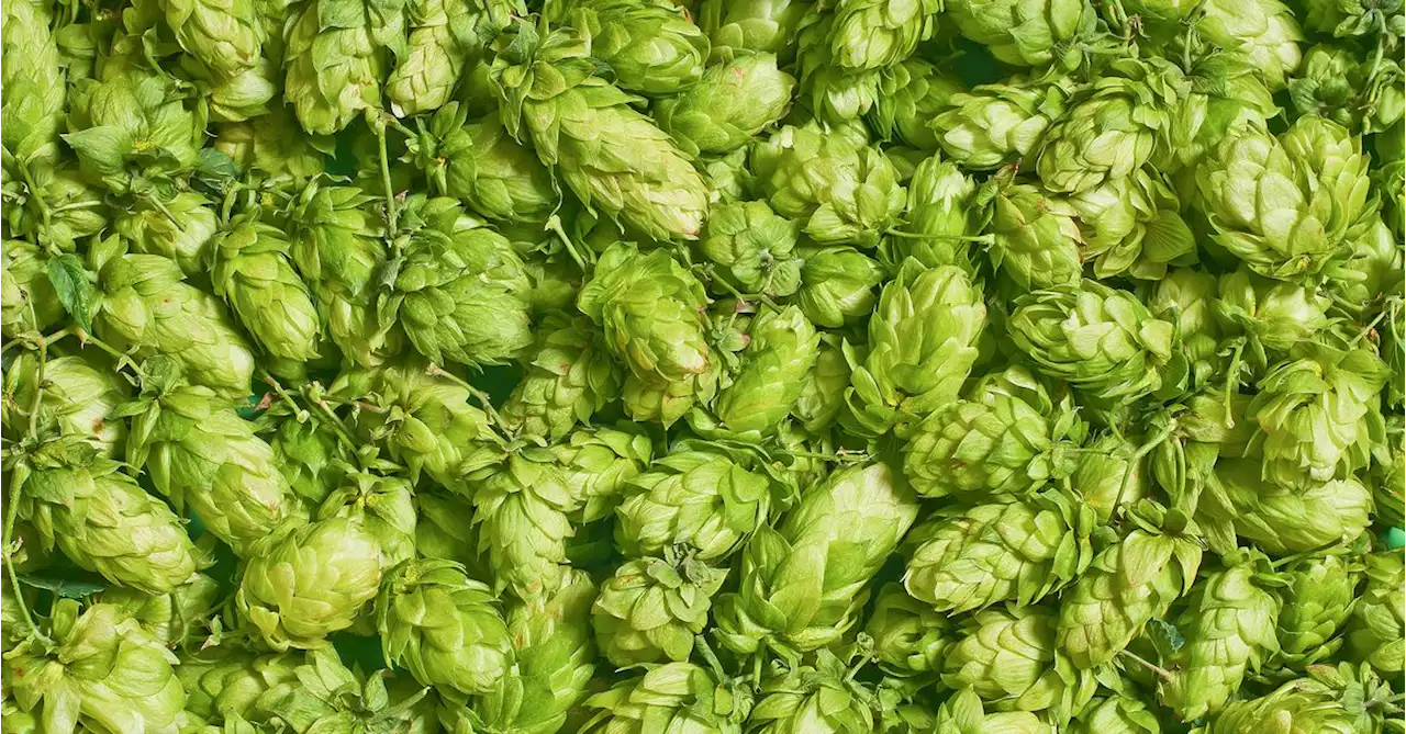 Hops Have Terroir, According to Oregon Researchers. What Does That Mean for the Beer Industry?