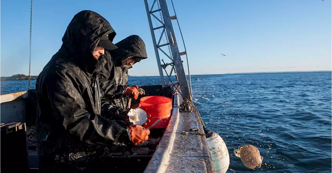 How One Woman Is Bringing Maine Scallops to the Masses