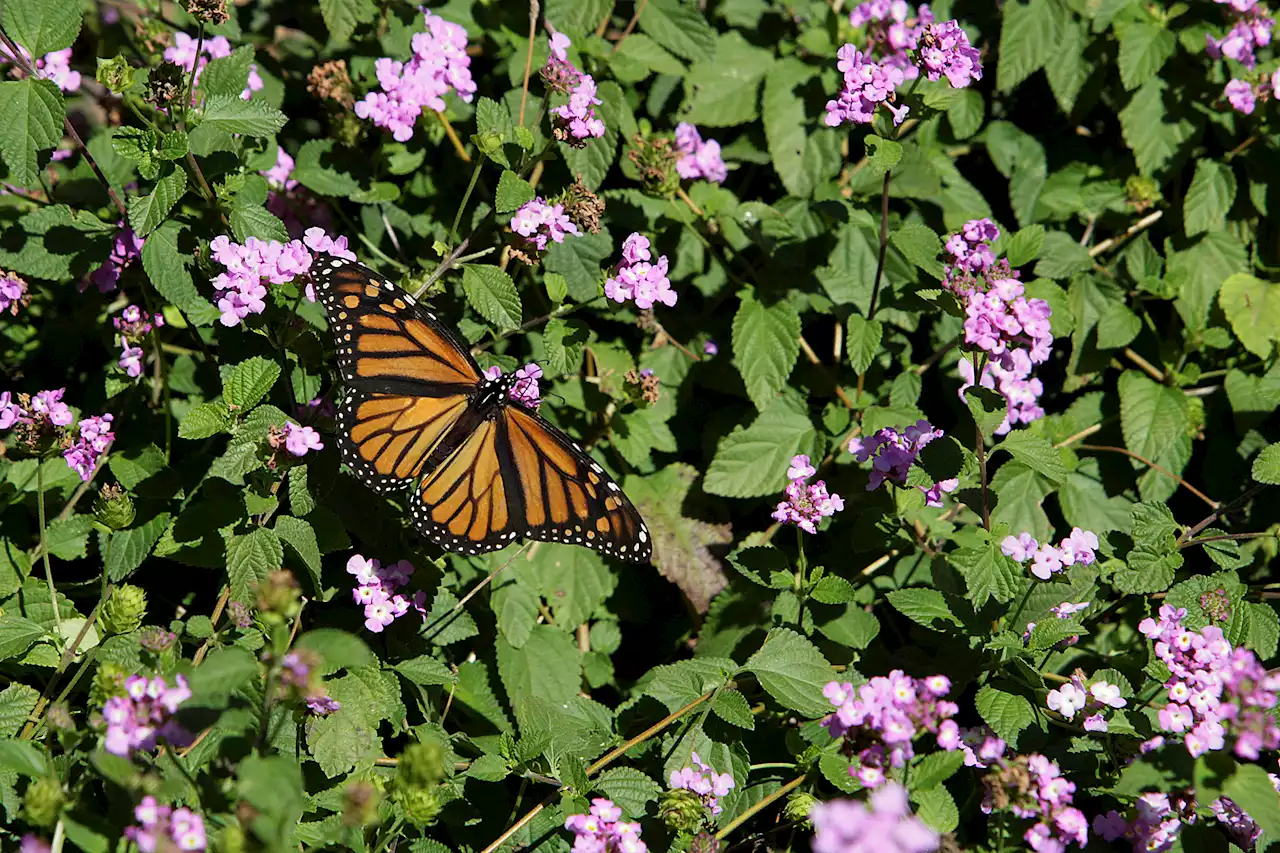 Largest wildflower farm in the U.S. blooms in Fredericksburg