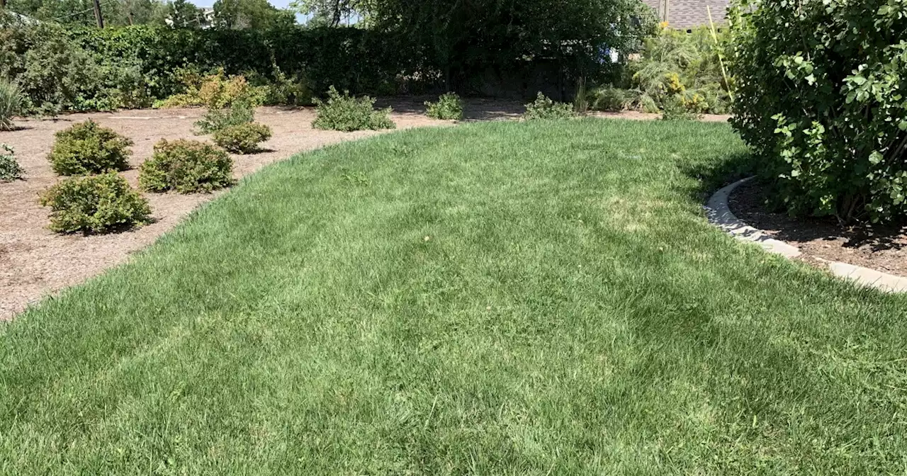 SLC's drought tolerant turf is such a hit, other communities in Utah want some