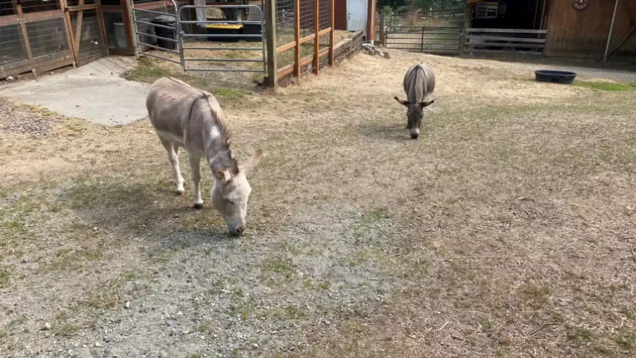 Animal sanctuary prepared to evacuate Bolt Creek Fire, but grateful for change in weather