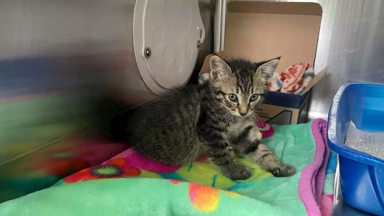 Tacoma shelter says several abused, neglected animals brought in last week