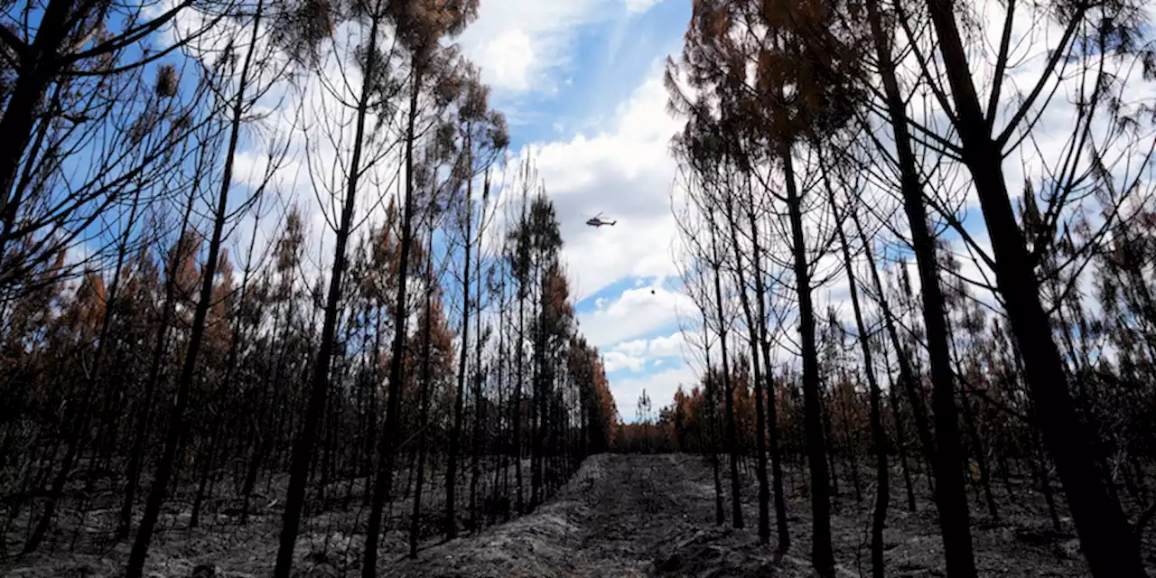 Il 2022 è stato un anno terribile per gli incendi in Europa - Il Post