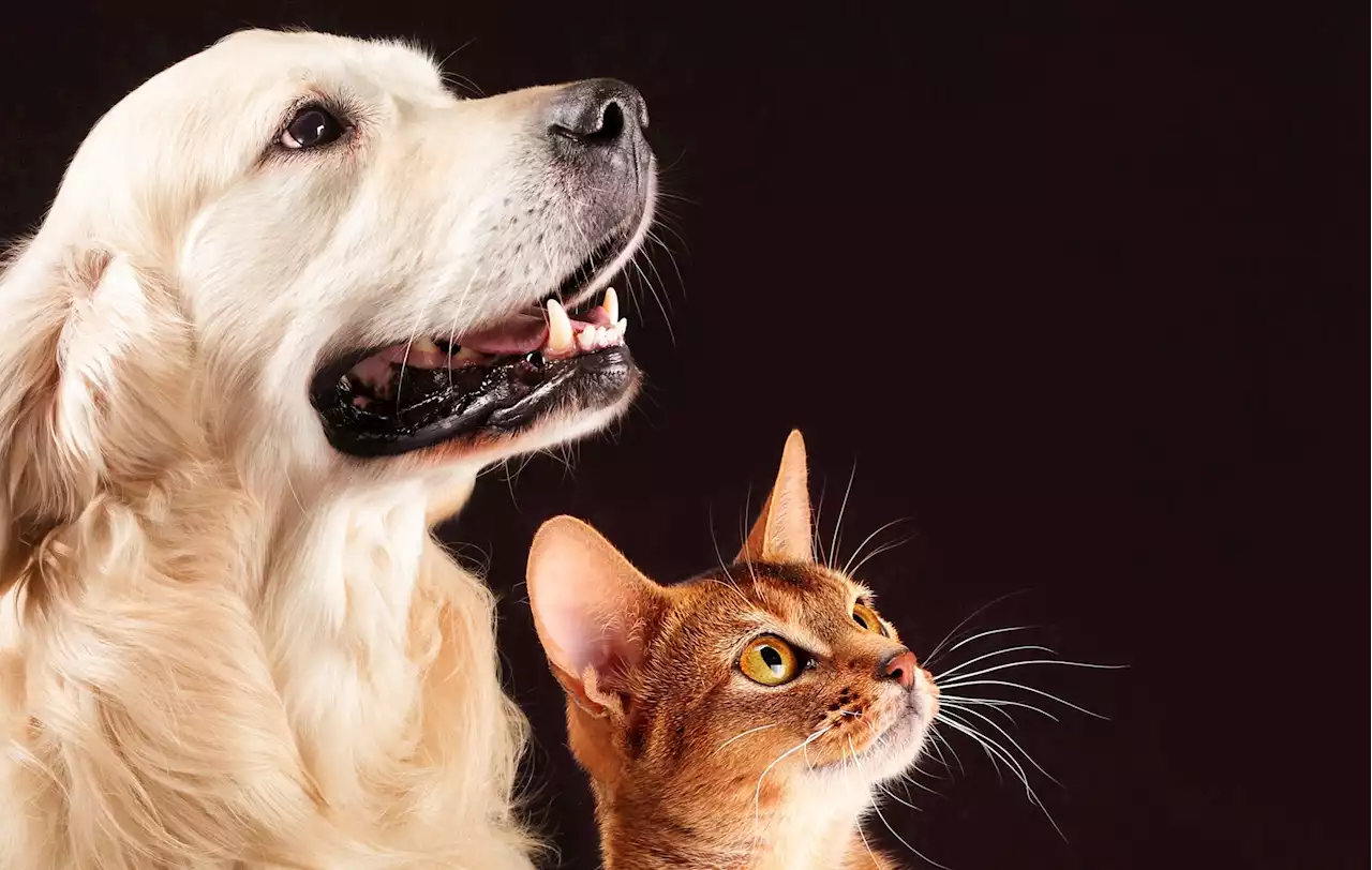 Stress bestiale. Che cosa lo provoca nei cani e nei gatti?