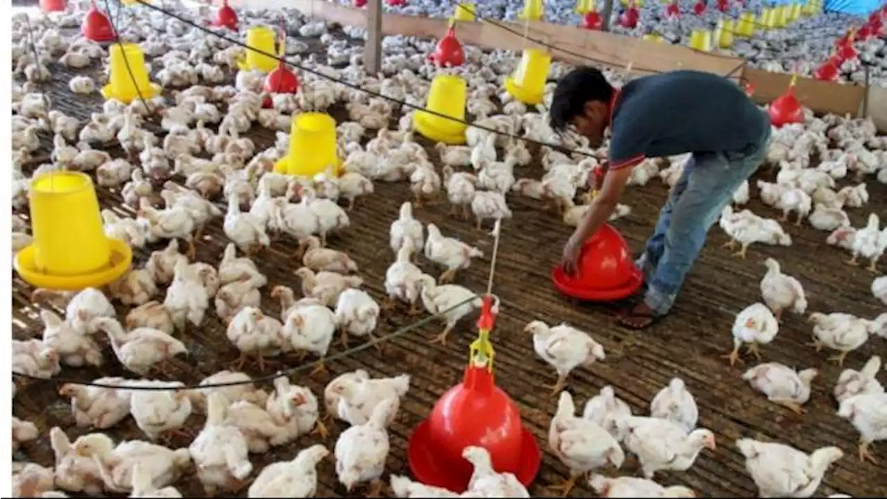 Zulhas Cari Cara Naikkan Harga Ayam Ras Hidup di Peternak, dari Rp16.000 Jadi Rp21.000