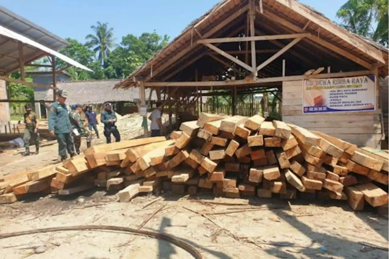 Gakkum KLHK Tindak Pengelola Industri Kayu Tanpa Izin di Sulawesi Barat