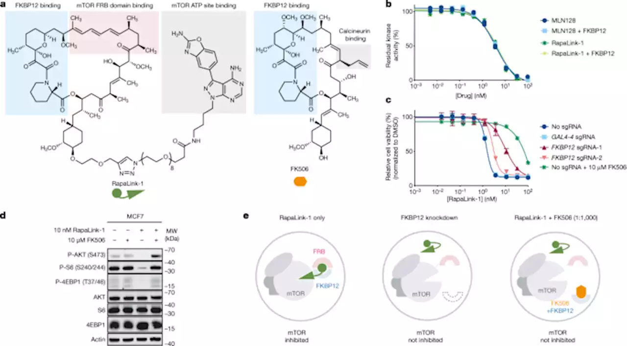 Brain-restricted mTOR inhibition with binary pharmacology - Nature