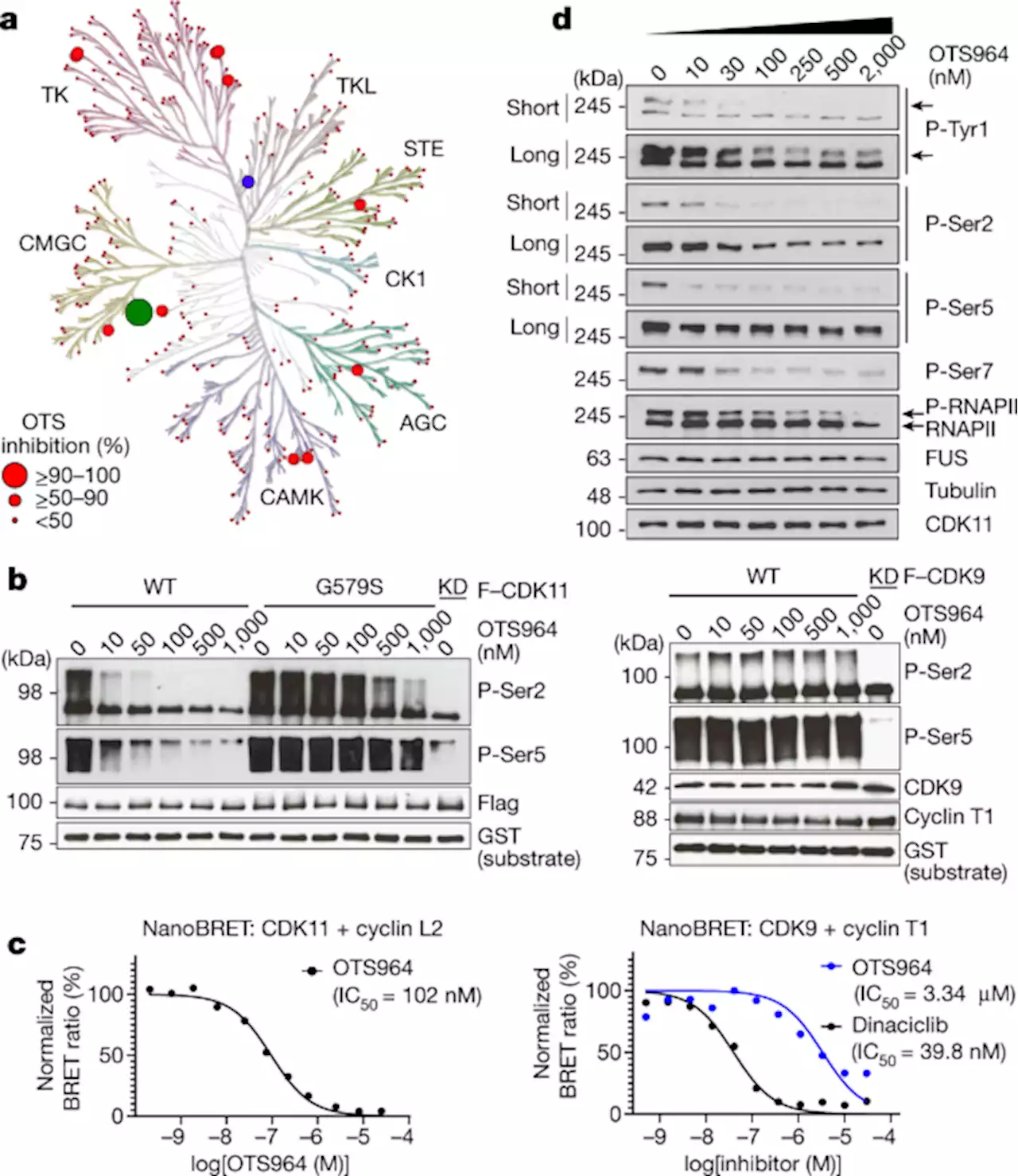 CDK11 regulates pre-mRNA splicing by phosphorylation of SF3B1 - Nature