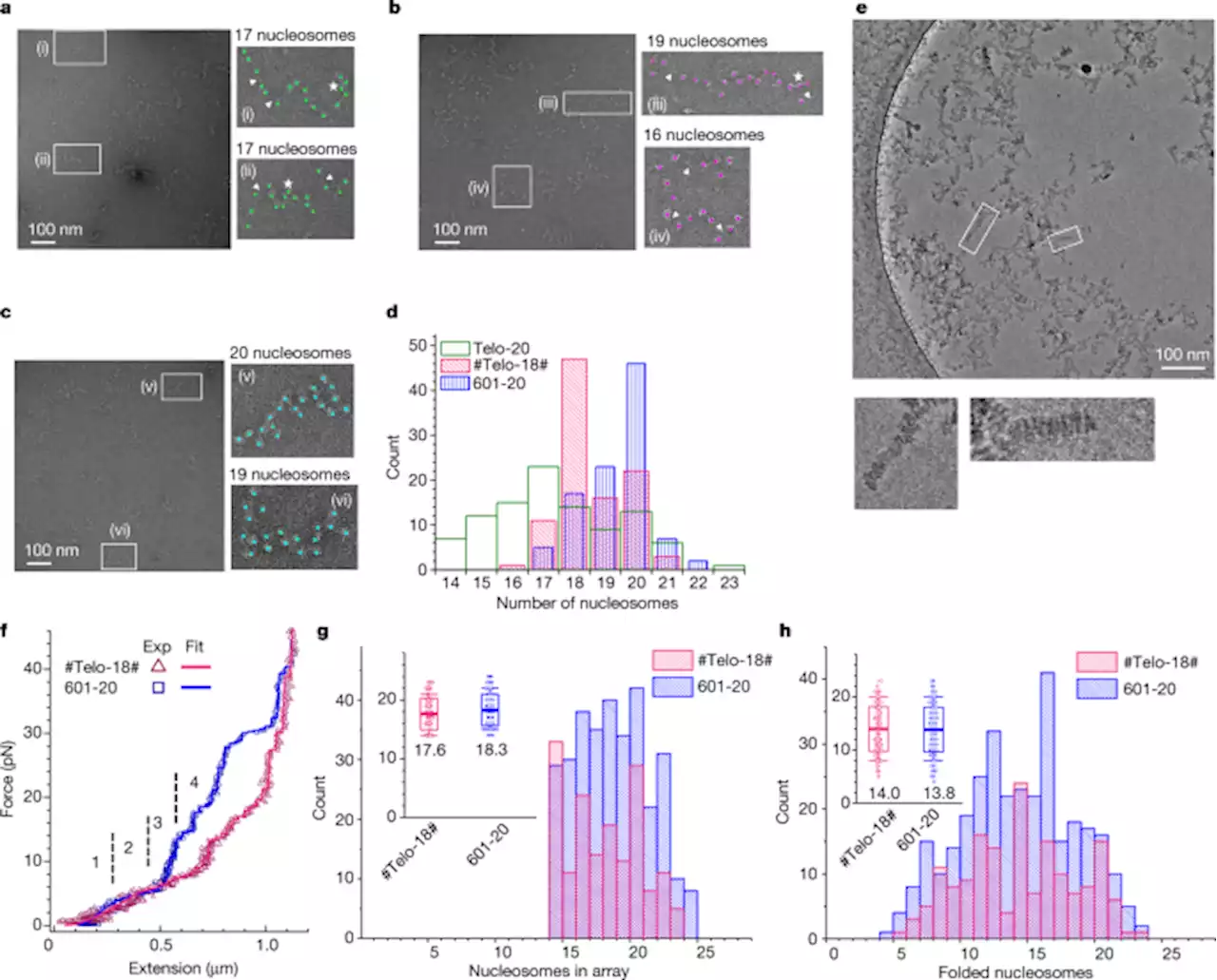 Columnar structure of human telomeric chromatin - Nature