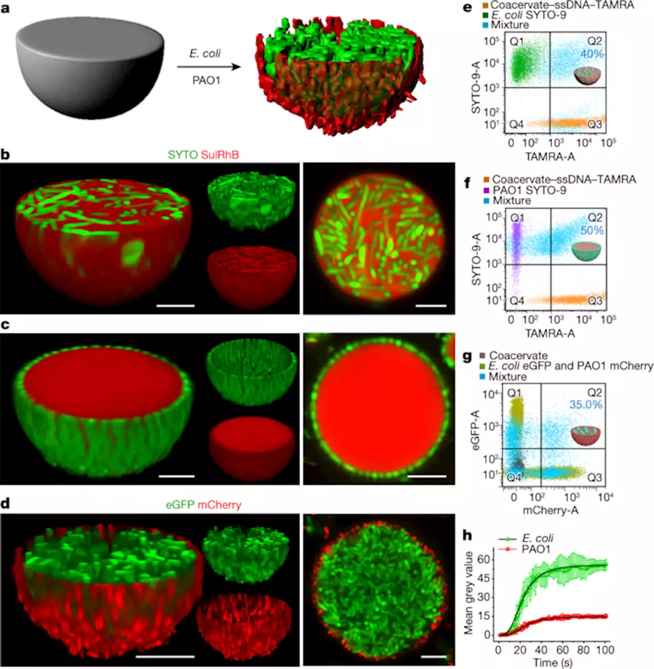 Living material assembly of bacteriogenic protocells - Nature