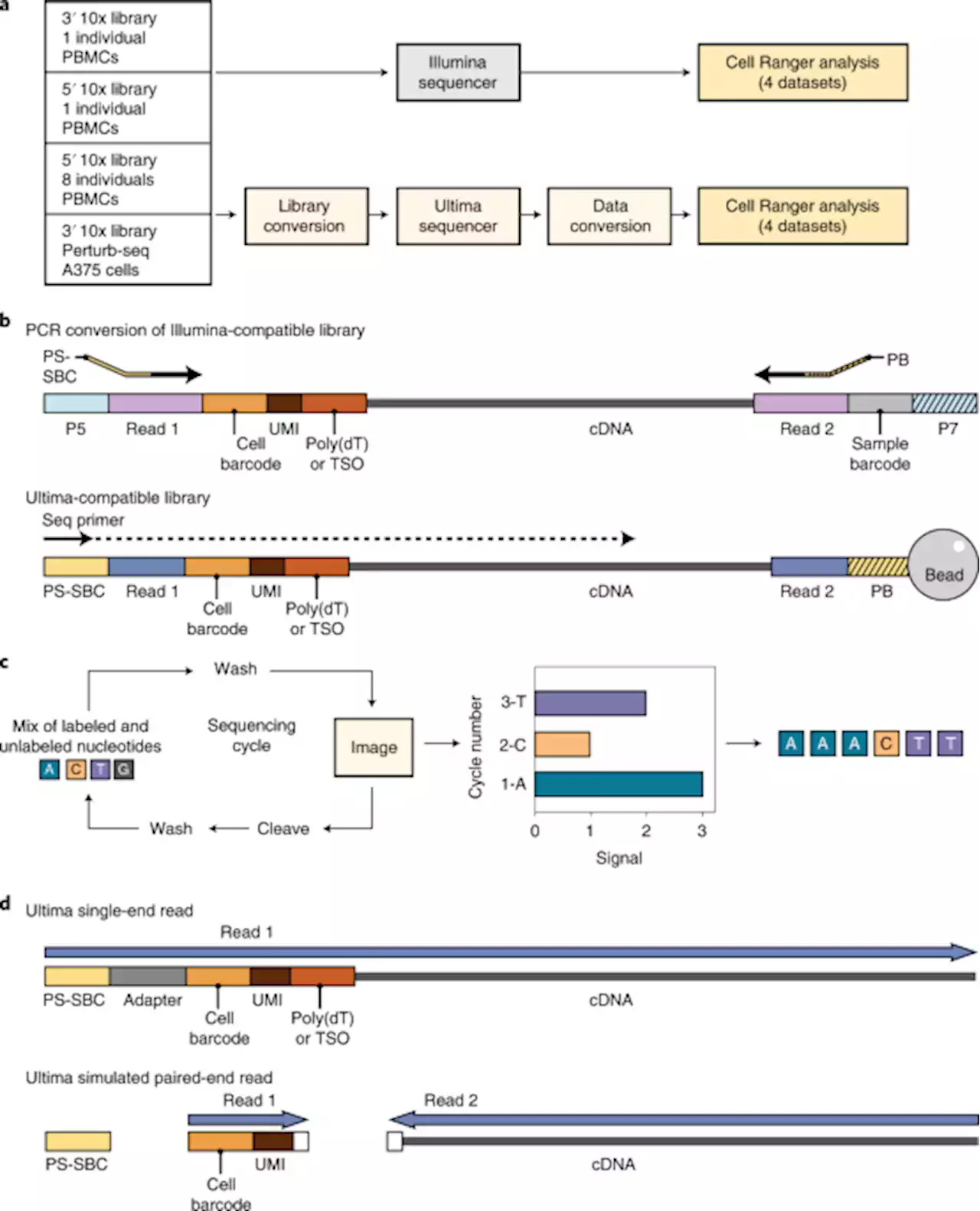 Mostly natural sequencing-by-synthesis for scRNA-seq using Ultima sequencing - Nature Biotechnology