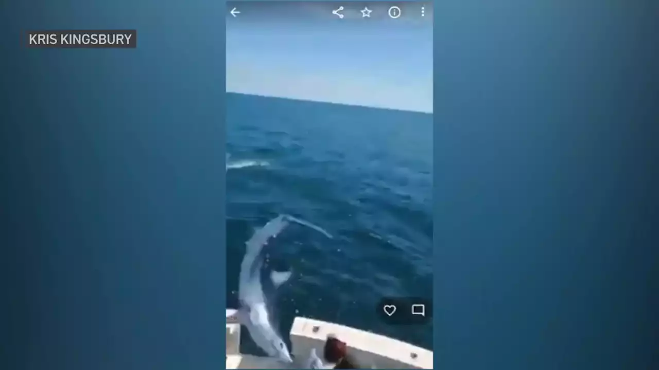 ‘No Way This Is Happening': Video of Shark Jumping Into Boat Goes Viral