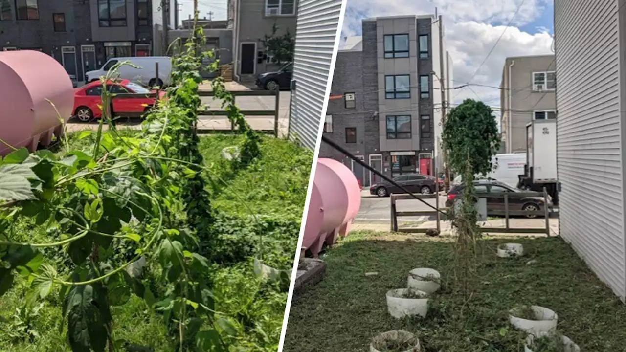 City Workers Cut Down Philly Brewery's Hop Crop After Mistaking it for Weeds