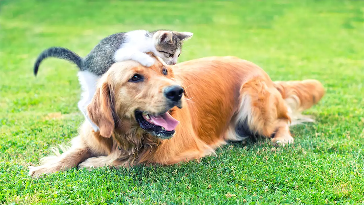 Record Number of Pets Adopted Through 'Clear the Shelters' This Year