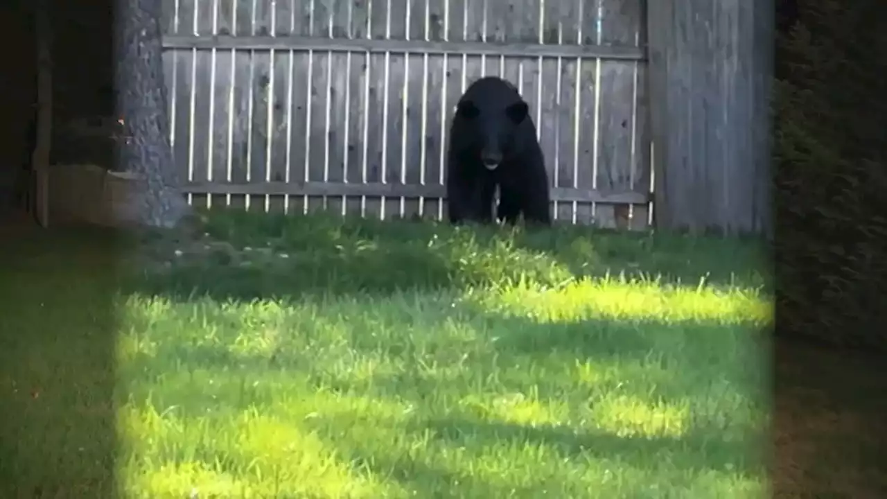 Bear Spotted Wandering Around Peabody Neighborhood