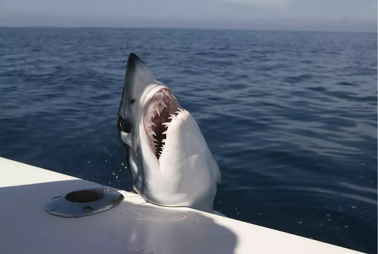 Watch shocking moment shark leaps onto fishing boat off Maine coast