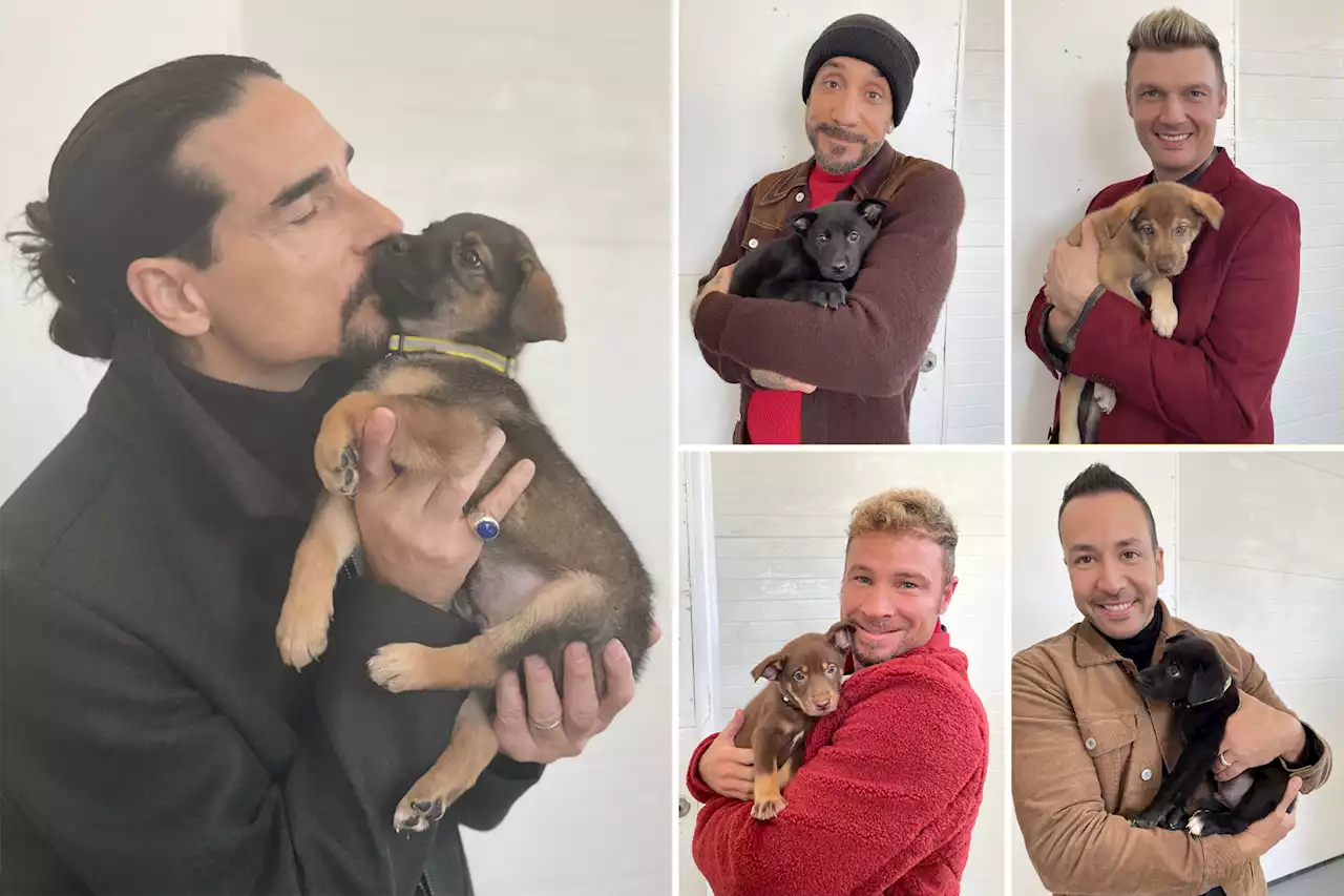 Nashville shelter pups named after Backstreet Boys meet the band members