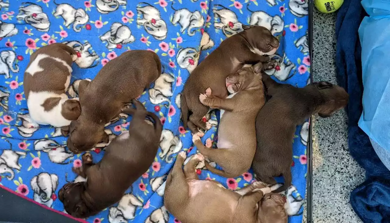 5-week-old puppies kidnapped in Northwest D.C.