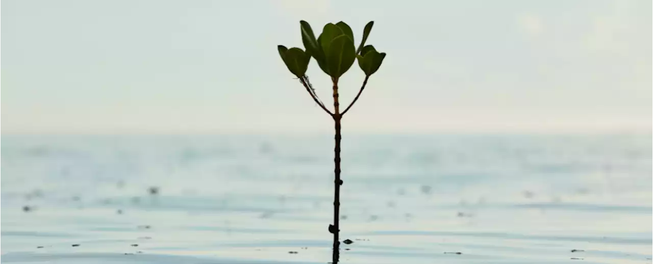 Scientists Find Weird Connection Between Lunar 'Wobble' And Mangrove Canopies