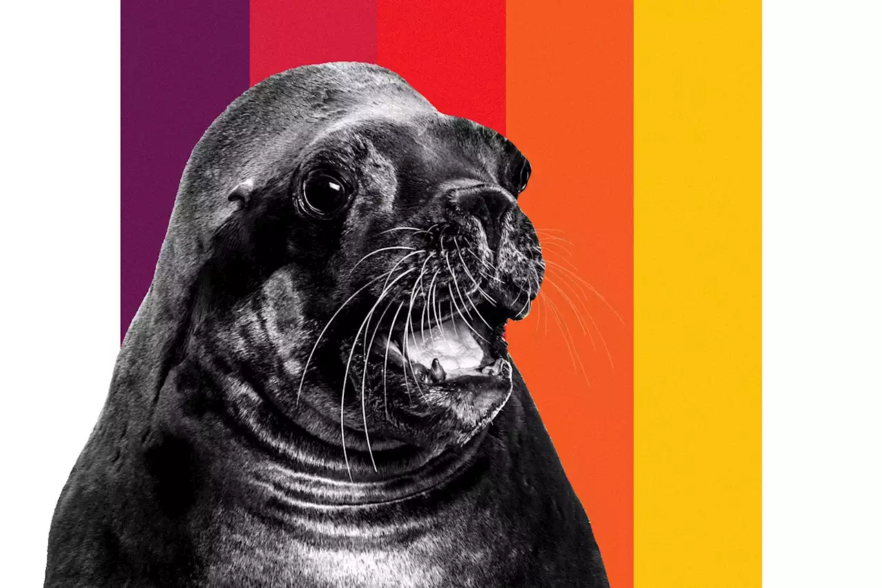 How a Cute Story About a Hungry Sea Lion Became a Fight Over Targeted Animal Killing