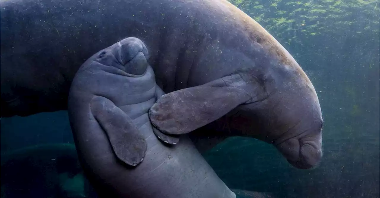 Did Explorers Mistake Manatees for Mermaids?