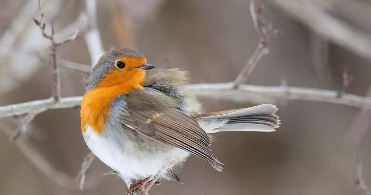 Singvögel: Warum derzeit keine zwitschernden Vögel im Saarland zu hören sind