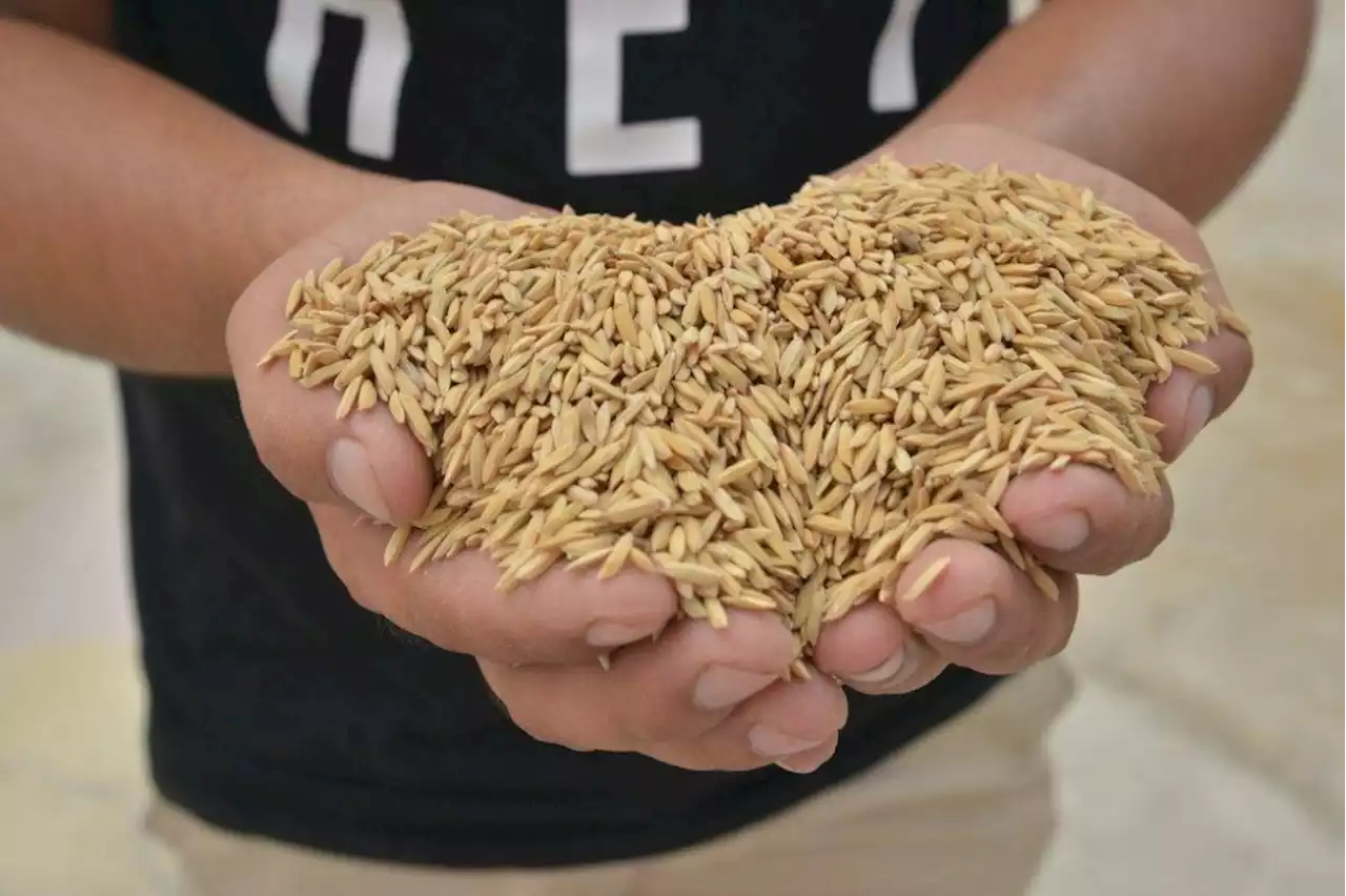 Govt must act swiftly to avert a rice crisis