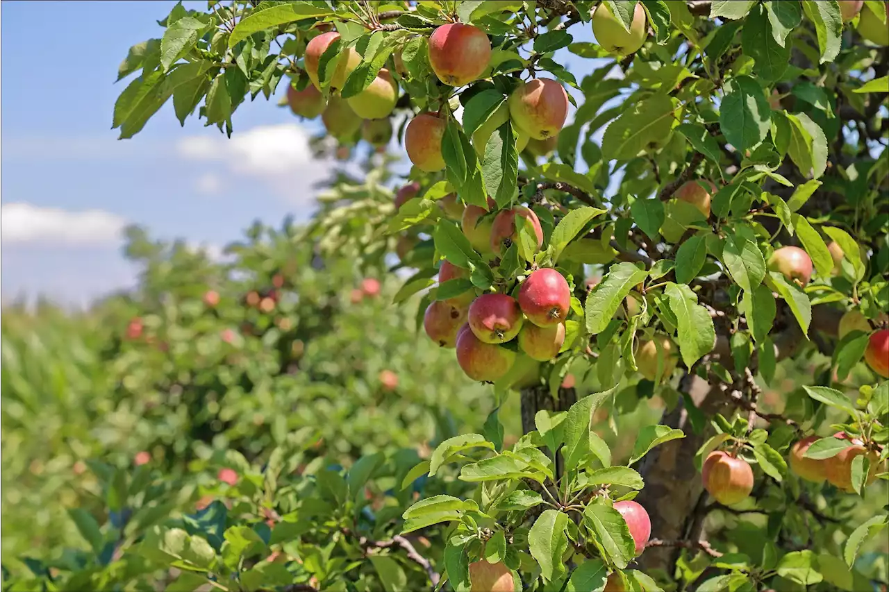 11 Orchards to Go Apple Picking Around DC This Fall