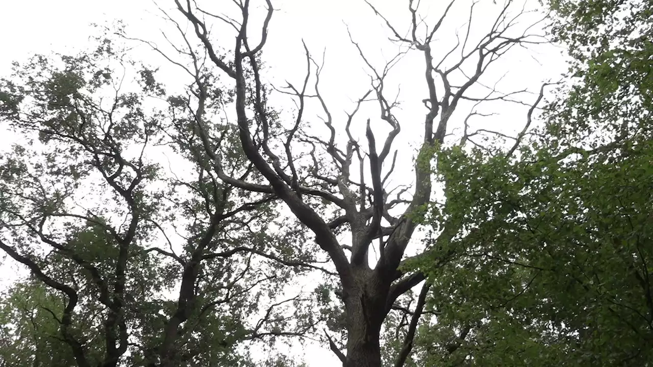 Nach Hitzesommer: Waldökologe sieht Hambacher Forst bedroht