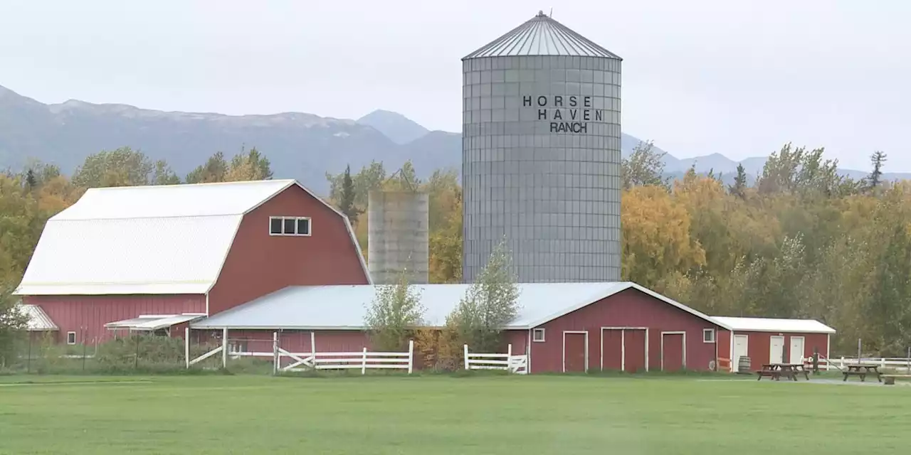 Rogue bear raids Butte chicken coops