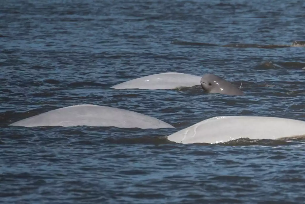 NOAA asks Alaskans for help Saturday in annual Cook Inlet beluga count | Alaska Public Media